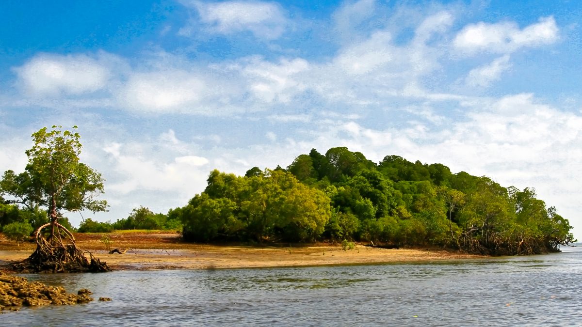 mangroves-conservation-kenya-carbon-credit-trade-UN