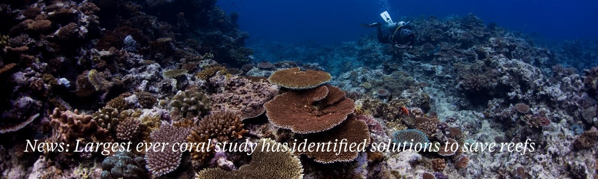 coral-study-identified-solutions-save-reefs