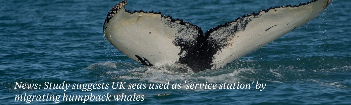 humpback-whales-UK-seas-service-station-migration