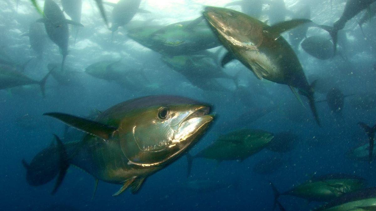 migratory tuna species pacific ocean marine protected area