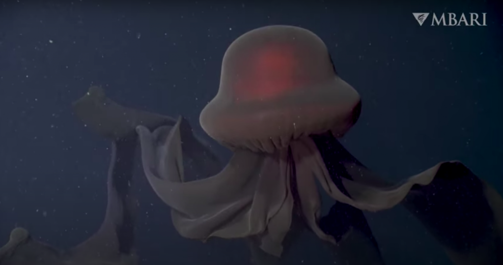 Rare footage of deep-sea creatures unveiled - Oceanographic - Oceanographic